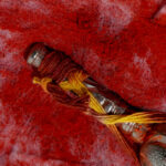 Abhimantrit Hanuman Gada - Image 3