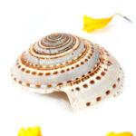 Suraksha Chakra - Image 3