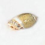 Ichhapurti Shankh - Image 2