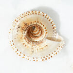 Suraksha Chakra - Image 2