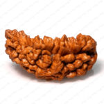 1 Mukhi Rudraksha - Image 3