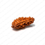 1 Mukhi Rudraksha