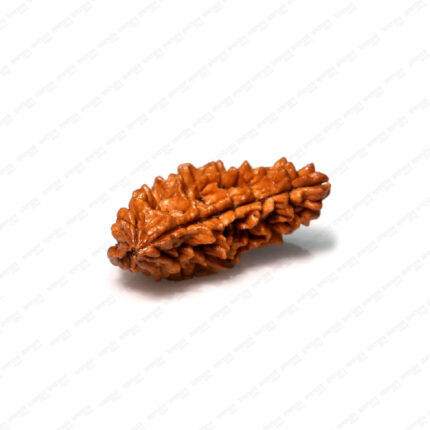 1 Mukhi Rudraksha